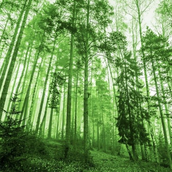 Meet your Posher - Picture 1 of 1